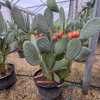 Opuntia ficus (Opuncia figová) ´INDICA´ - kont. C90L, výška 150-180 cm (-5°C)